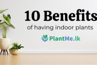 The Benefits of Owning Rare Indoor Plants Unveiled