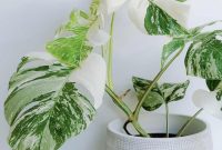The Science Behind the Popularity of Rare Indoor Plants