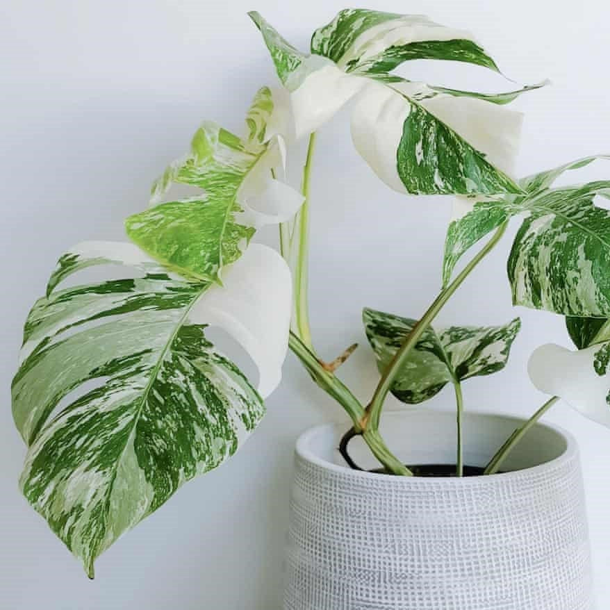 The Science Behind the Popularity of Rare Indoor Plants