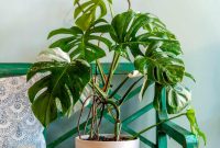The Top 10 Most Sought After Rare Indoor Plants