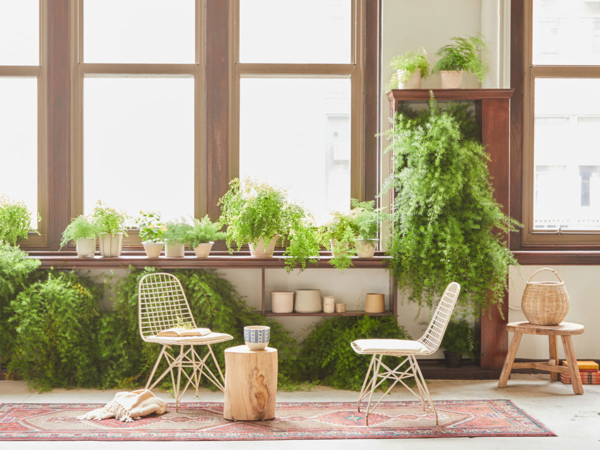 How to Decorate Your Home with Rare Houseplants