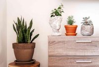 Best Indoor Plants for Beginners Who Want to Start a Collection