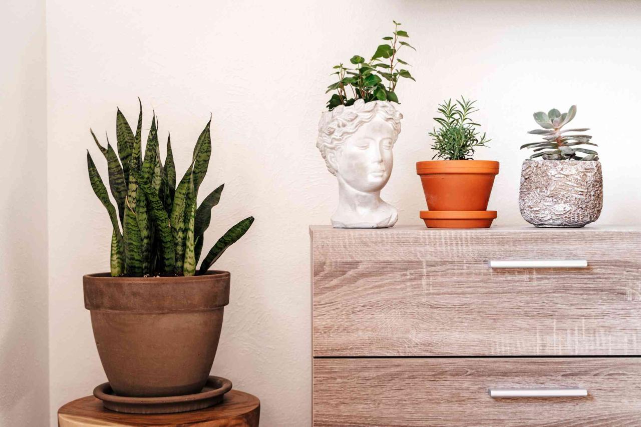 Best Indoor Plants for Beginners Who Want to Start a Collection